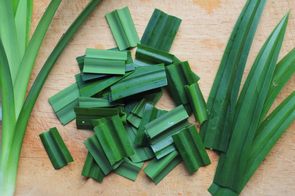 jenis pokok pandan