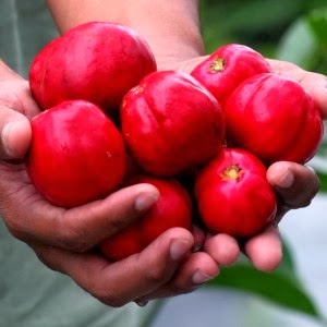 Pokok dan buah mahkota dewa (Phaleria macrocarpa) yang berwarna merah ketika masak.