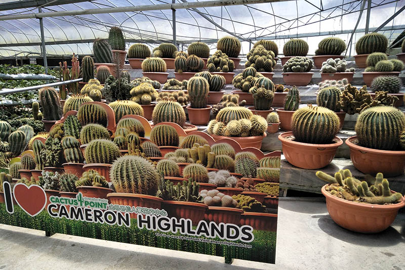 Cactus Point