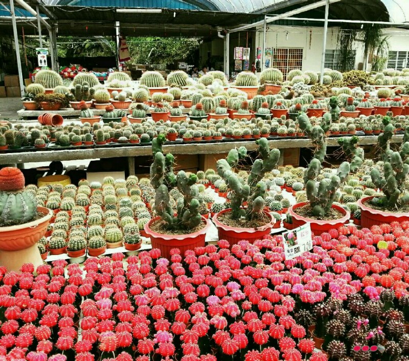 Pokok kaktus dijual di Arked Peladang Cameron Highlands