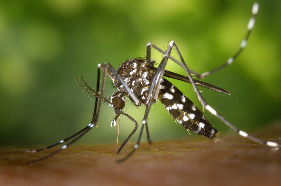 Gambar nyamuk Aedes yang membawa virus denggi