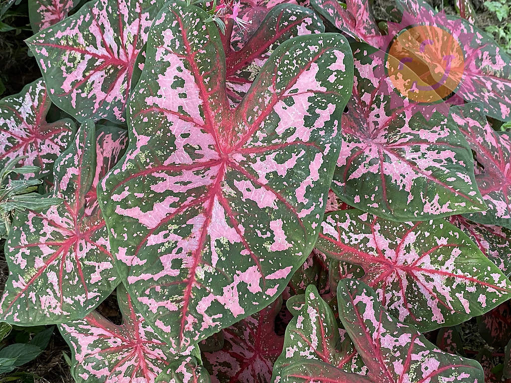 Daun keladi Carolyn Whorton berwarna merah jambu