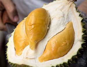 jenis durian