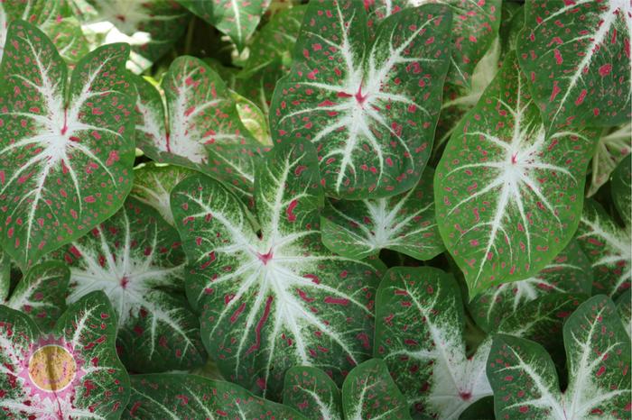 Daun keladi varieti Heart Desire