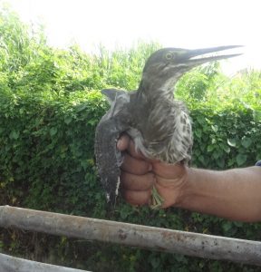 jenis burung