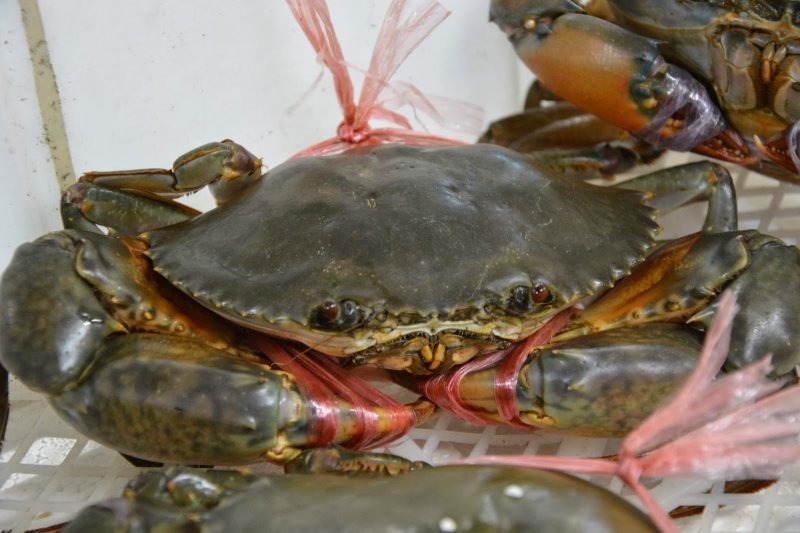 Pelbagai jenis ketam segar yang biasa dijual di pasar ikan Malaysia.