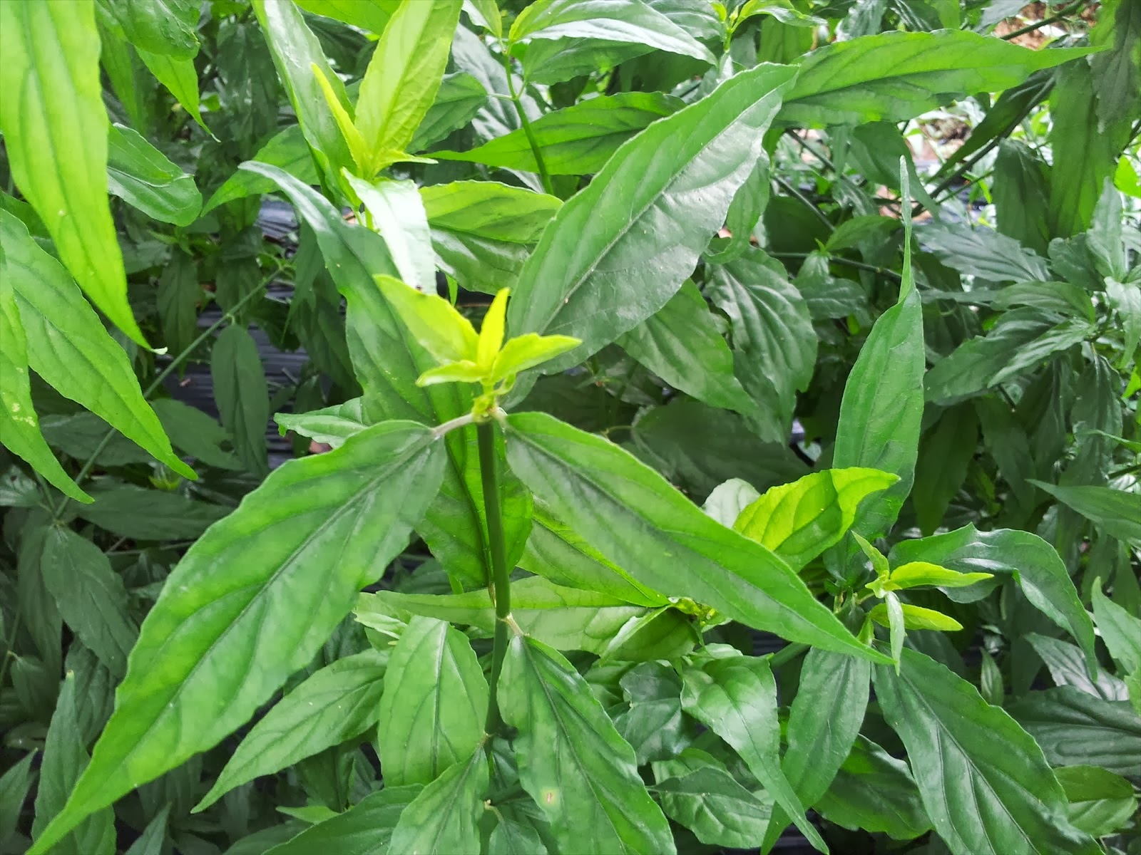 Gambar daun belalai gajah atau pokok herba Clinacanthus nutans yang selalu dijadikan tumbuhan hiasan.