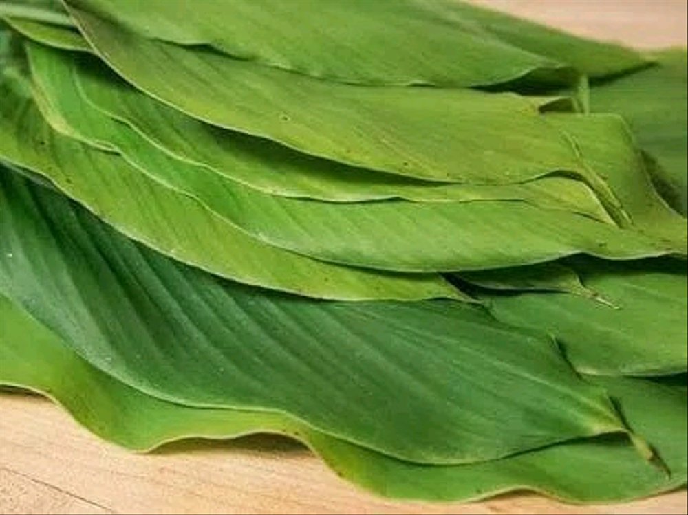 Imej daun kunyit segar yang dipetik untuk kegunaan masakan dan perubatan tradisional.