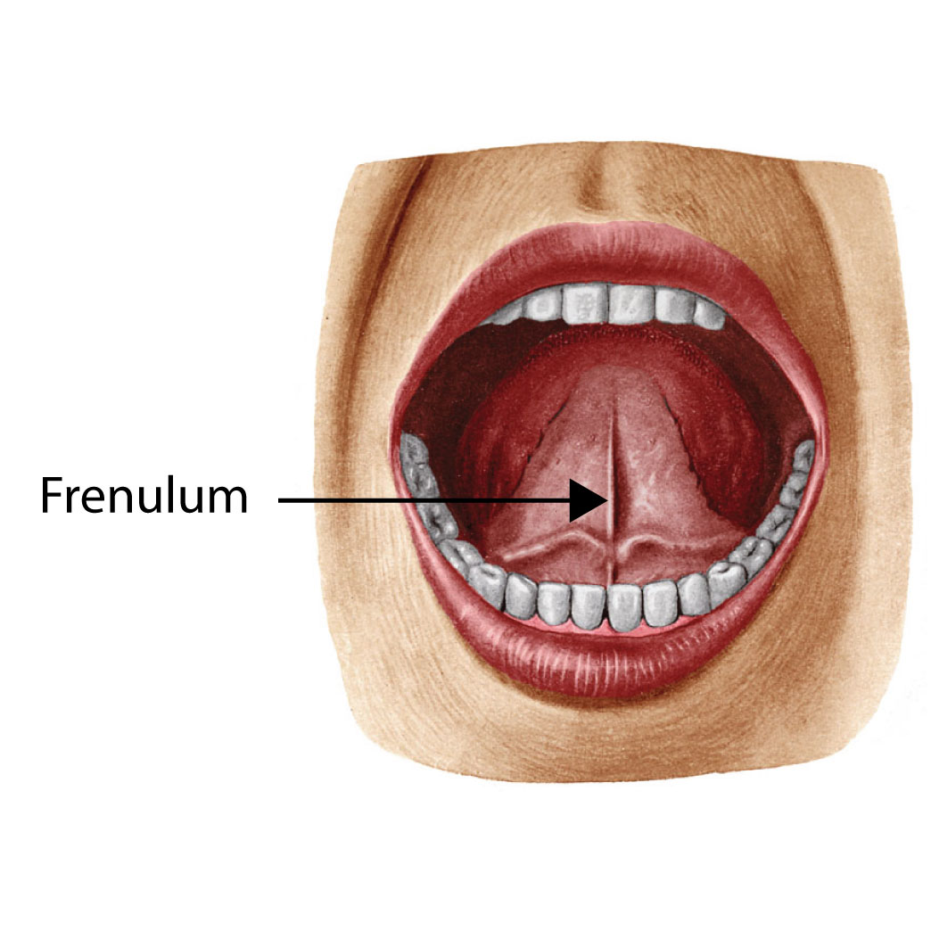 Gambaran struktur frenulum linguae di bahagian bawah lidah