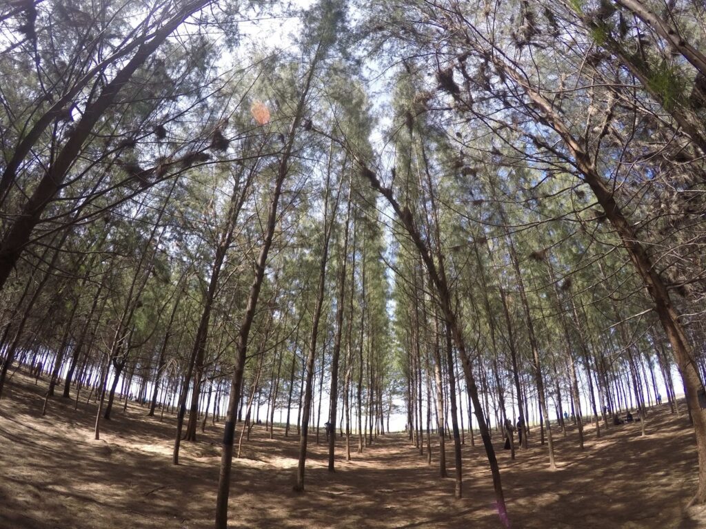Keindahan Pantai Nami bersam pokok pinus