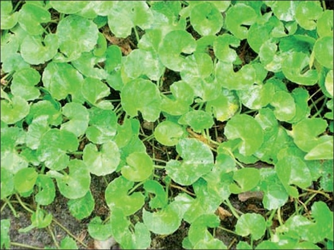 Daun segar pegaga yang dibasuh dan disusun di atas piring