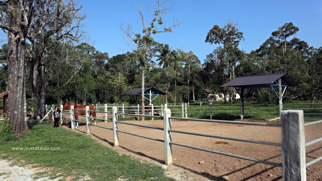 Kuda di ladang raya Ultimate Horse Training