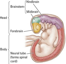 Bayi dalam kandungan menunjukkan peringkat awal perkembangan otak
