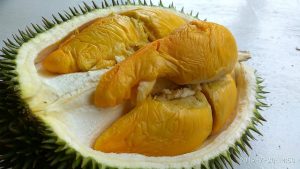 jenis durian