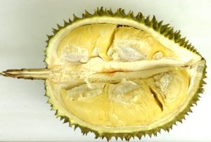 jenis durian