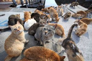 jenis kucing
