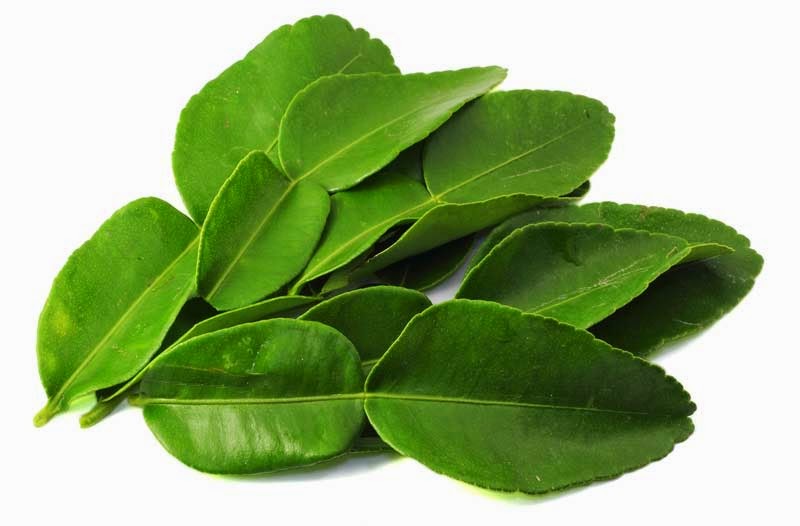 Gambar daun limau purut segar yang berbau harum untuk khasiat dan kegunaan harian