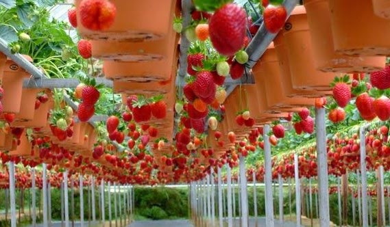 Pelawat memetik strawberi di Ciwidey