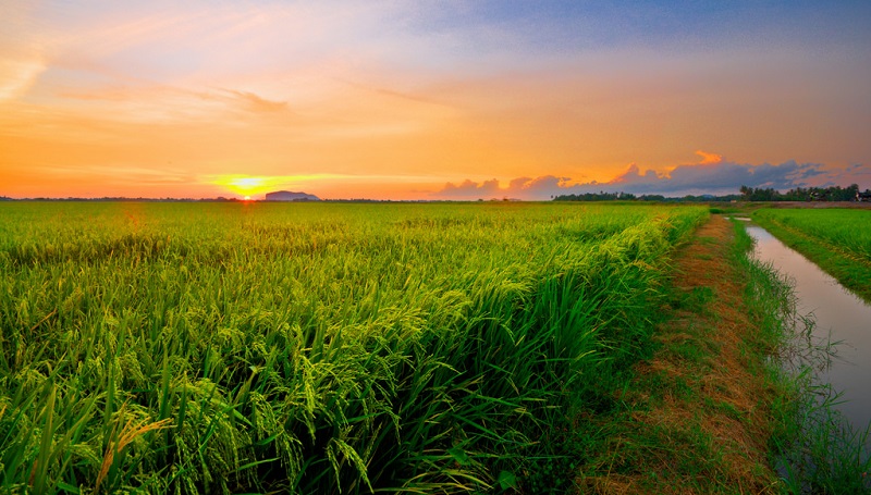 Pemandangan sawah padi yang hijau di Kedah sebagai latar belakang rencana homestay.