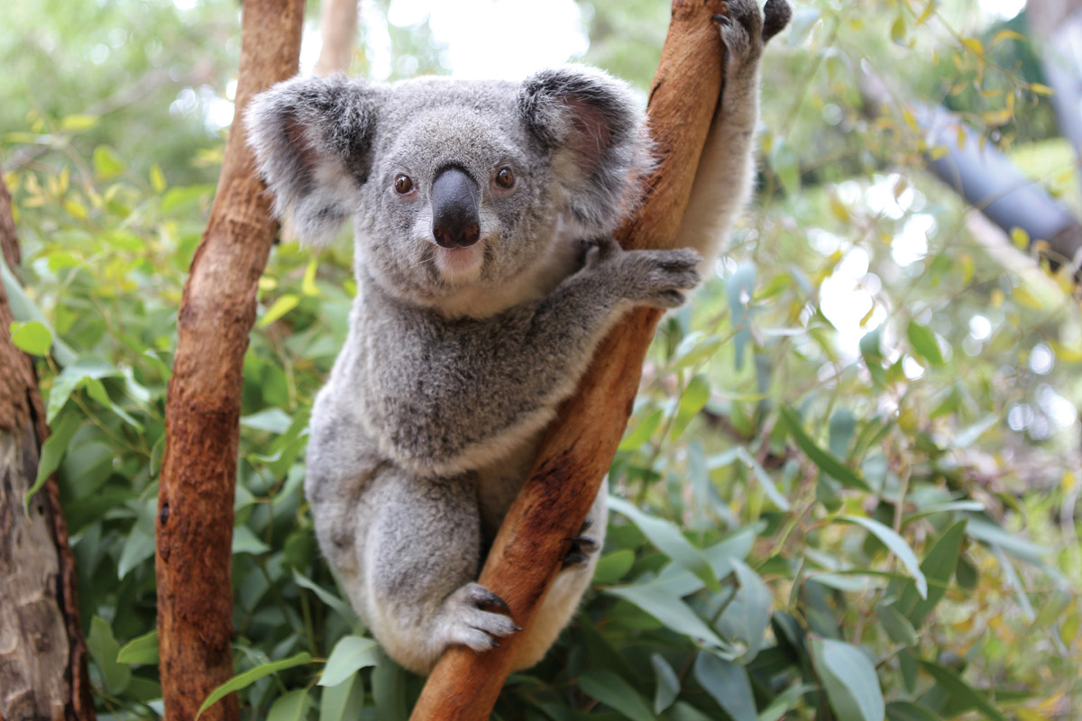 Pemandangan indah tempat menarik di Perth Australia untuk bercuti