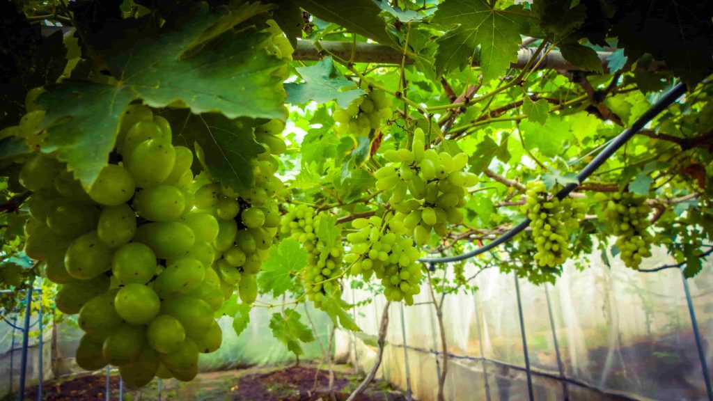Ladang Anggur Saloma Vineyard and Nursery
