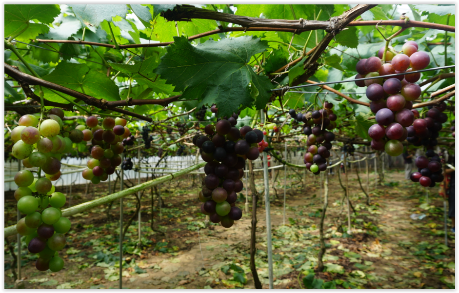 Ladang Anggur