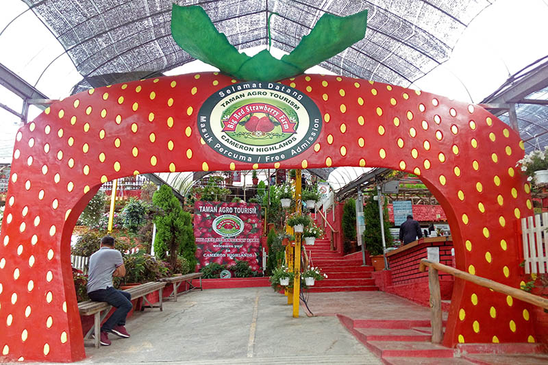 Ladang Strawberi