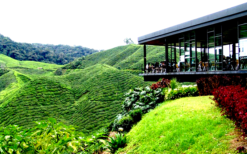 Pemandangan ladang teh BOH yang hijau dan menakjubkan di Cameron Highland