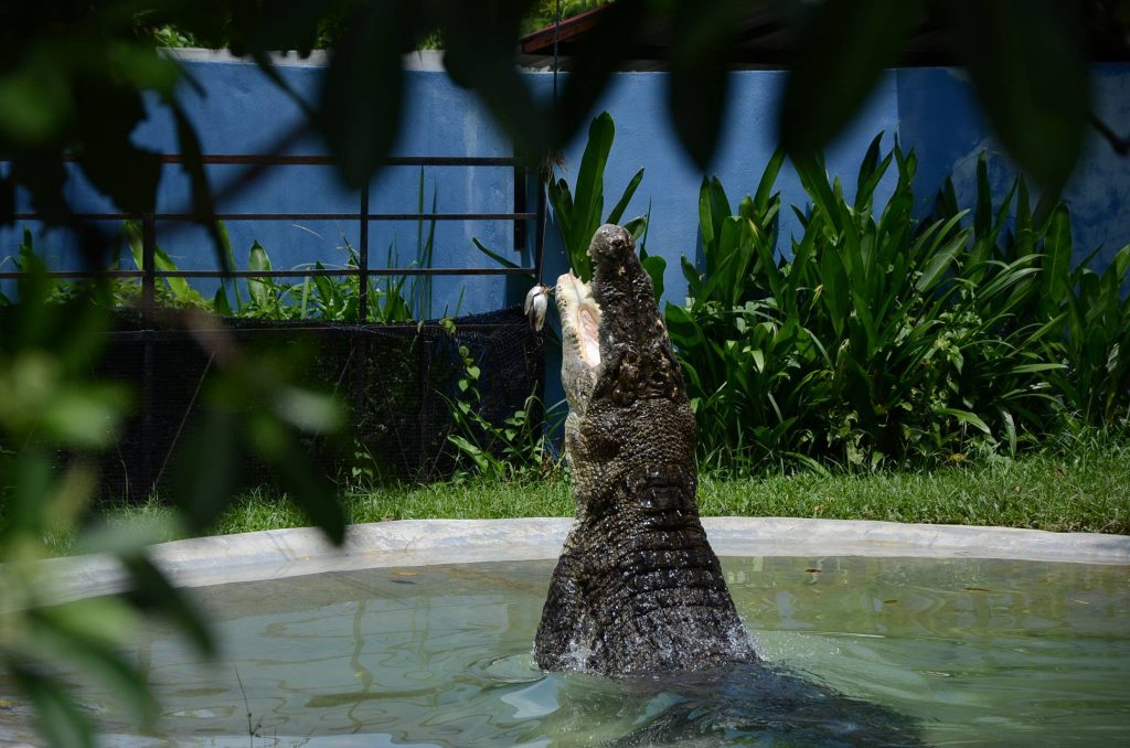 Langkawi Wildlife Park & Bird Paradise