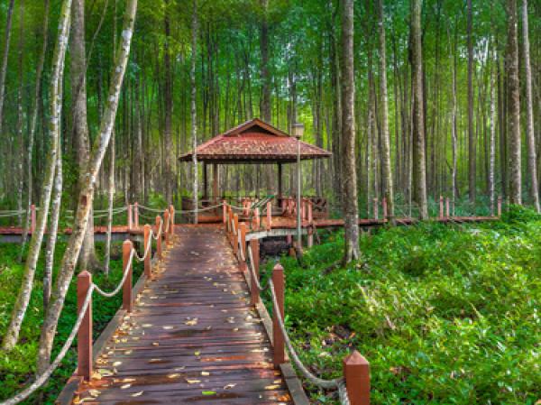 Hutan bakau Matang Mangrove Forest Reserve