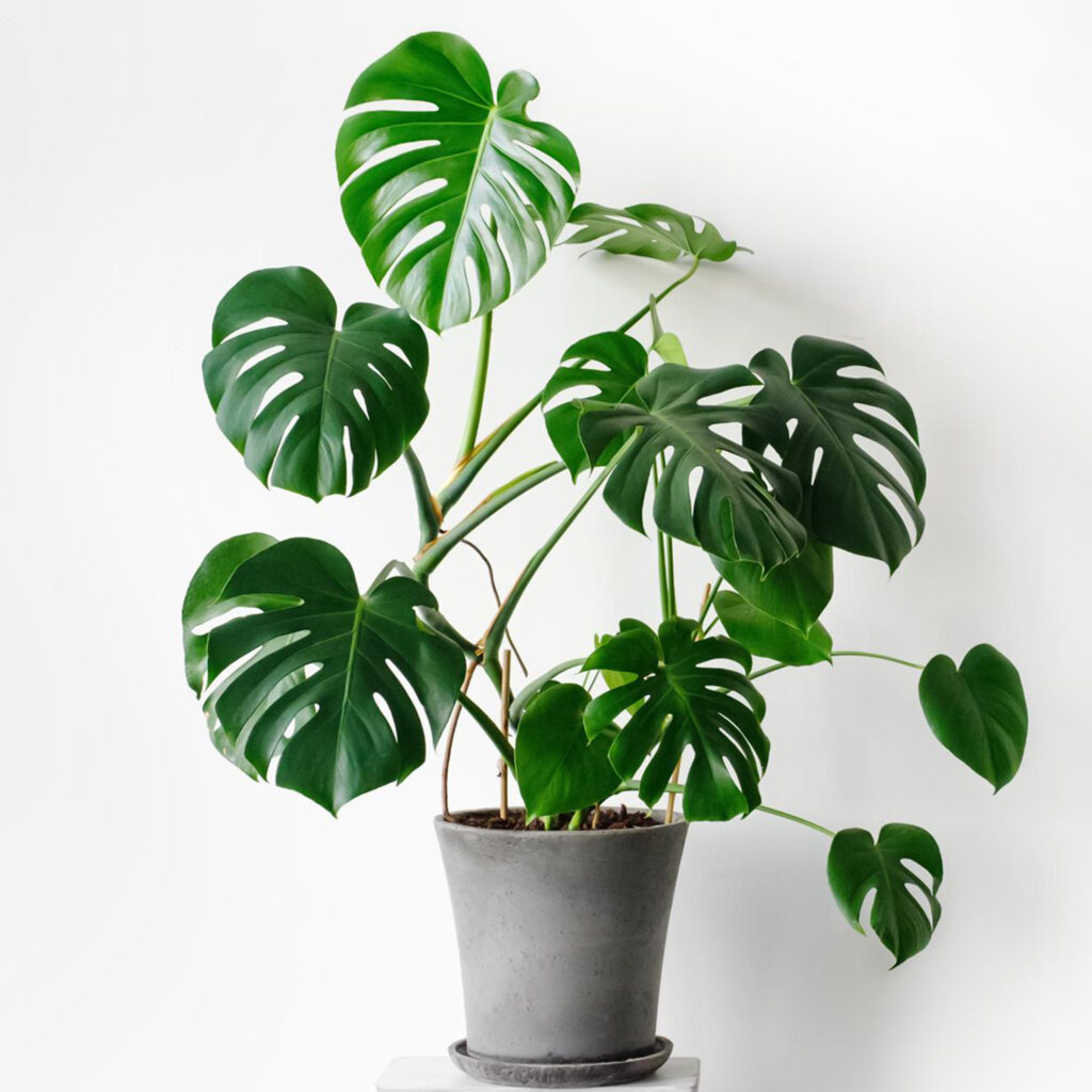 Daun pokok Monstera Deliciosa yang berlobang