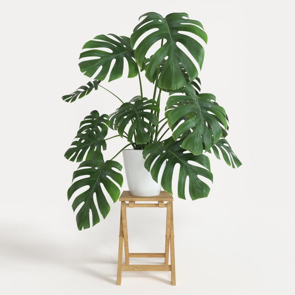 pokok hiasan dalam rumah