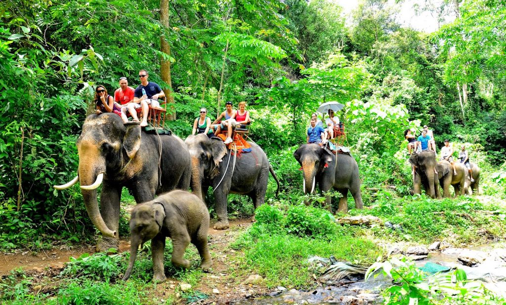 Gajah di Nosey Parker’s Elephant Camp Krabi