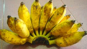 jenis pisang