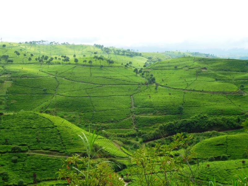 Ladang teh hijau di Perkebunan Teh Cukul