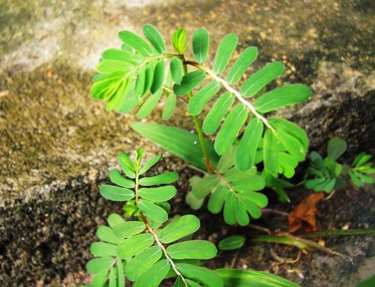 Gambar pokok dukung anak atau Phyllanthus niruri yang tumbuh melata di permukaan tanah.