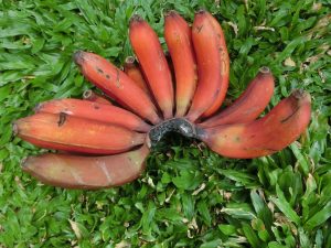 jenis pisang