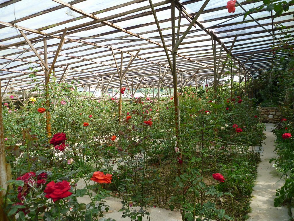 Rose Centre