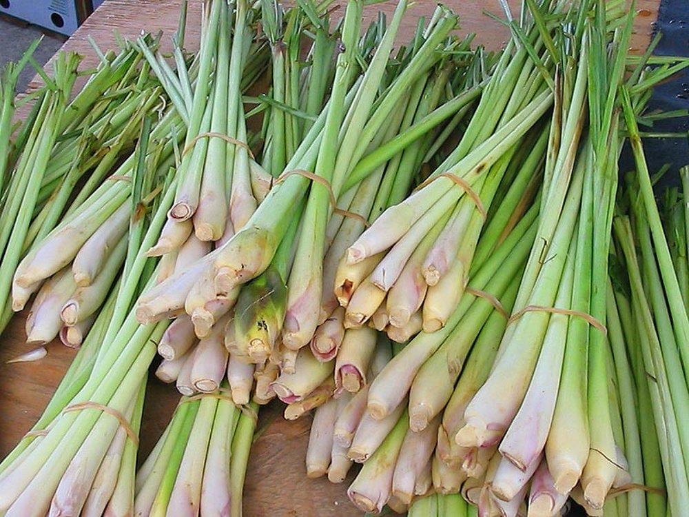 khasiat serai wangi