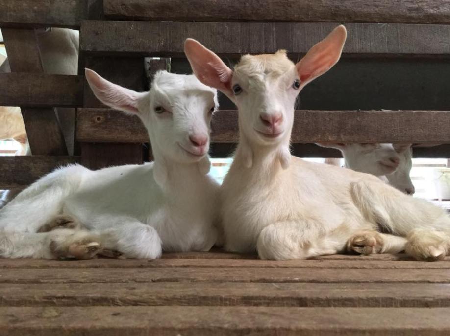 Saanen Dairy Goat Farm