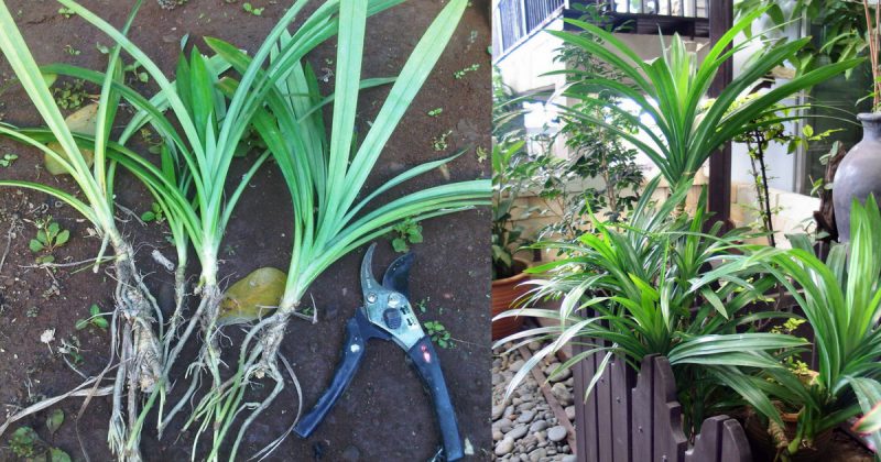 Gambar pokok pandan segar berdaun hijau panjang yang ditanam di dalam pasu.