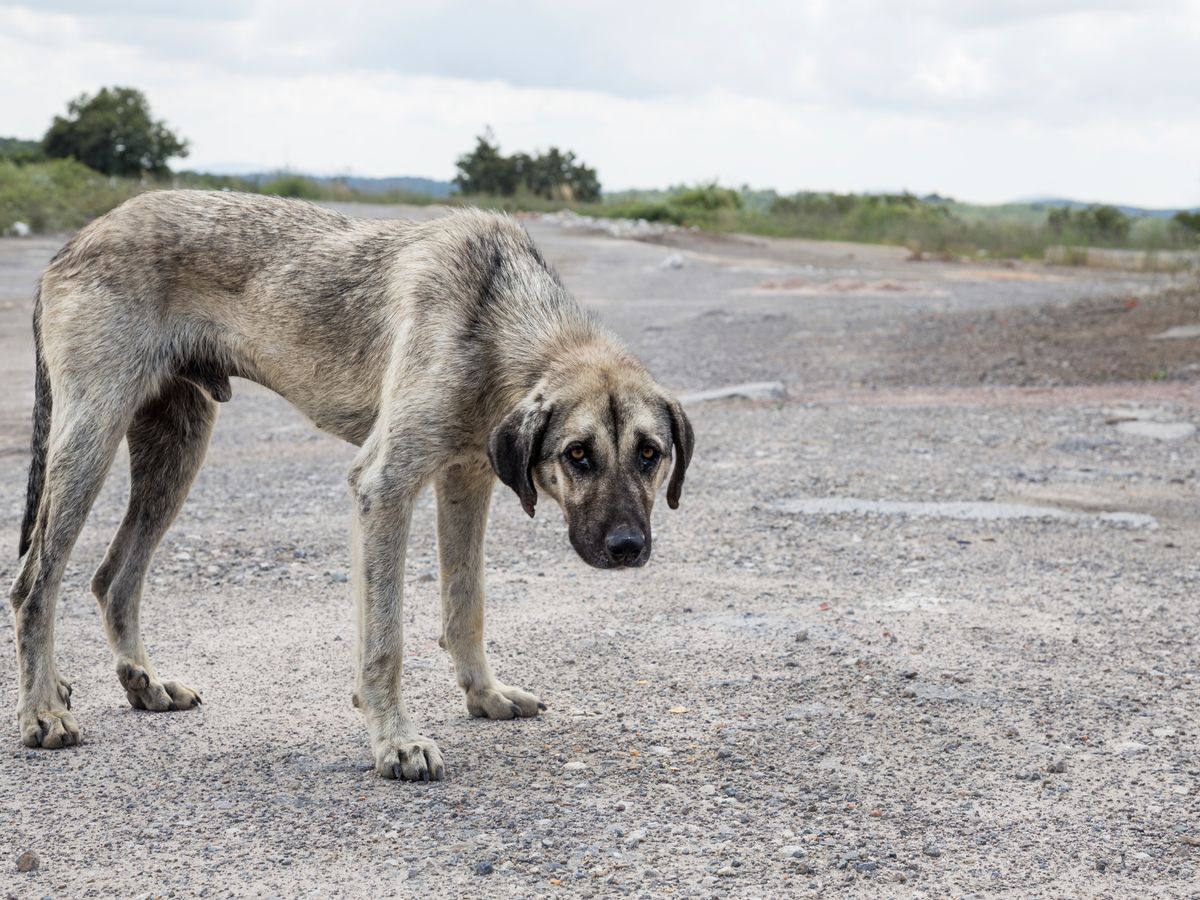 Gambar seekor anjing liar berada di kawasan luar.