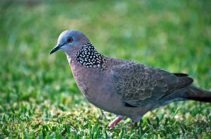 jenis burung