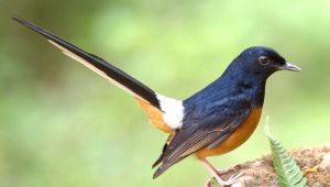 jenis burung