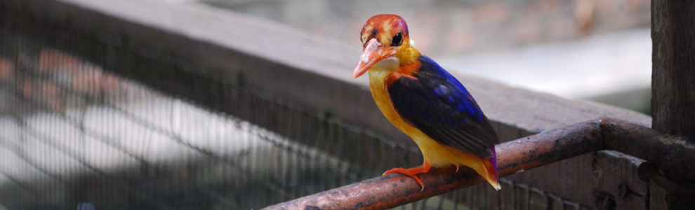 Taman Burung Pulau Pinang (Penang Bird Park)