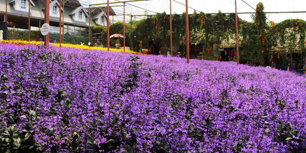 Taman Lavender