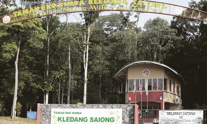 aman Rimba Kledang Saiong