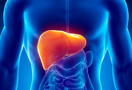 Hati yang sihat sebagai simbol kesihatan organ dalaman