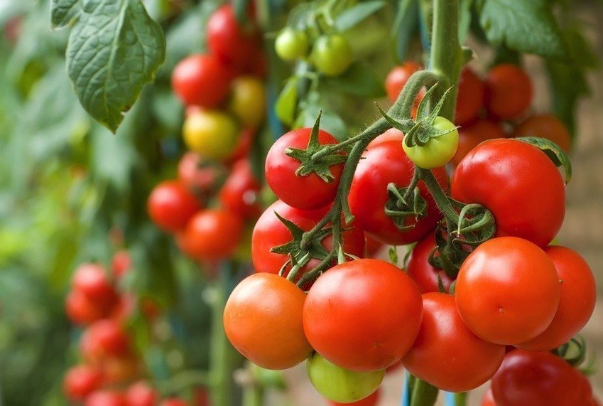 Pokok tomato dengan buah yang sedang memesar