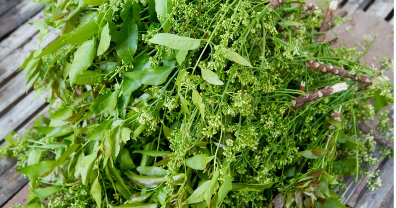 Gambar daun semambu yang mempunyai pelbagai khasiat perubatan tradisional